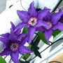 Clematis