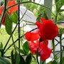 Sweet Pea