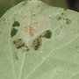 Caterpillars on my nasturtiums.