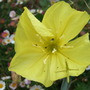 Oenothera macrocarpa