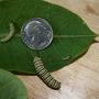 Monarch Caterpillars In Multiple Sizes