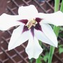 Gladiolus callianthus (Gladiolus callianthus (Abyssinian Gladiolus))