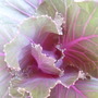 close up  of flower kale