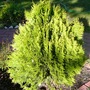 Thuja