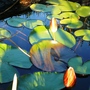 Nymphaea alba