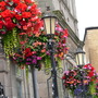 Oswestry in Bloom