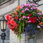 Oswestry in Bloom