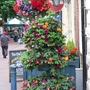 Oswestry in Bloom