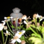 Lamp in our back garden