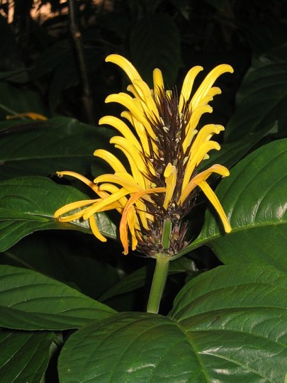 Juticia aurea (Justicia aurea)