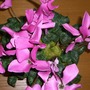 Cyclamen persicum (Cyclamen Victoria (fimbriata type))