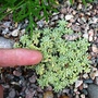 Saxifraga