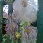 seedpod clematis (Clematis tangutica)