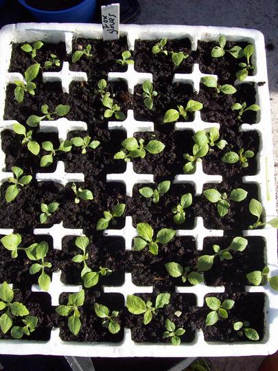 Foxgloves Growing Strong 