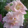 Pink Antirrhinum. (Antirrhinum majus)