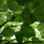 Paulownia