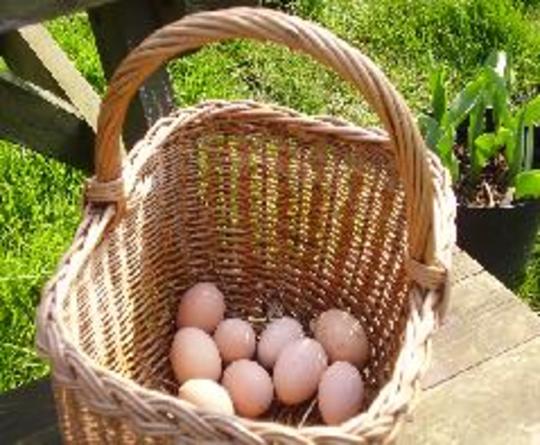 Fresh Eggs Daily