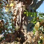 Eucalyptus