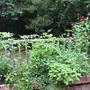 My Sq. Ft. garden boxes in mid Aug. 