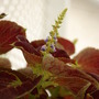 Coleus Bloom