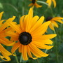 Rudbeckia fulgida