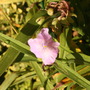 Tradescantia virginiana (Spiderwort)