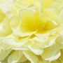 Hollyhock Closer :)