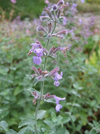 Nepeta 'Six Hills Giant' (Nepeta 'Six Hills Giant')