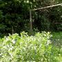Growingbroadbeans