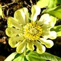 Zinnia elegans (Zinnia)