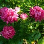 Deep pink Asters (Callestephus chinesis)