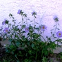 Blue Asters. (Callestephus chinesis)