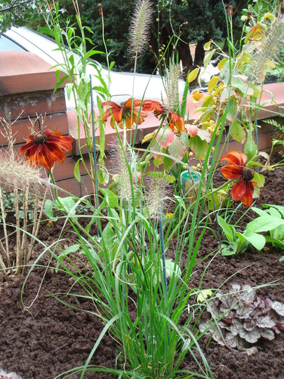 Rudbeckia - Oct 2007 (Rudbeckia hirta (Black-eyed Susan))