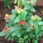 Hypericum olympicum (Hypericum)