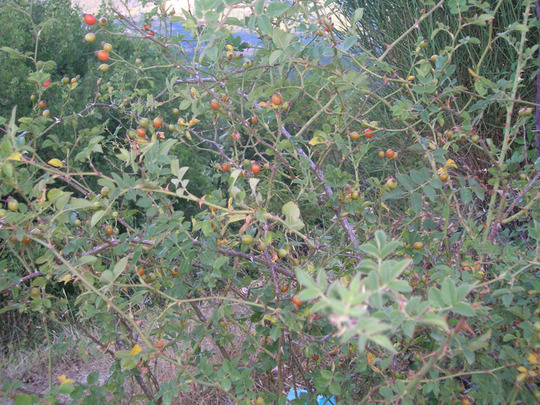 Locally called rosa canina