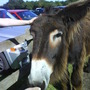 donkey