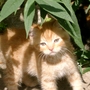 Summer_garden_2008__finn_and_popps_103