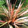 Phormium