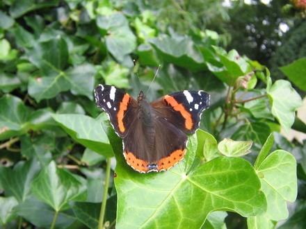 Red Admiral butterfly