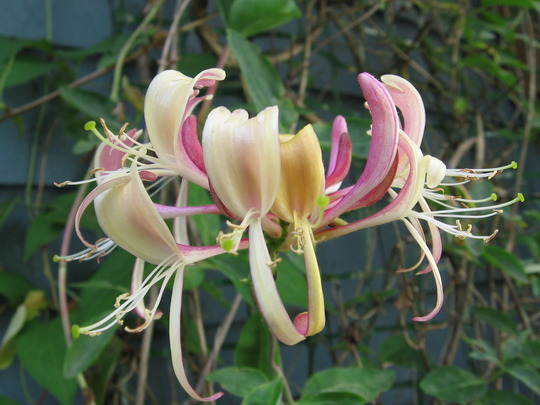 scented honeysuckle (lonicera)