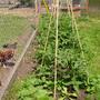 Last years Alicante Toms (Tomatos)