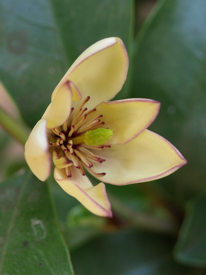 Michelia figo,  Banana Shrub (Magnoliaceae)
