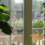 Porch plants through window