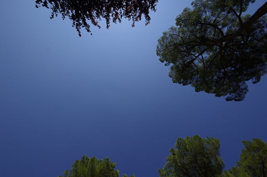 Lying on the dry grass squinting at the sky