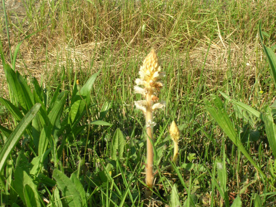 Wild flower