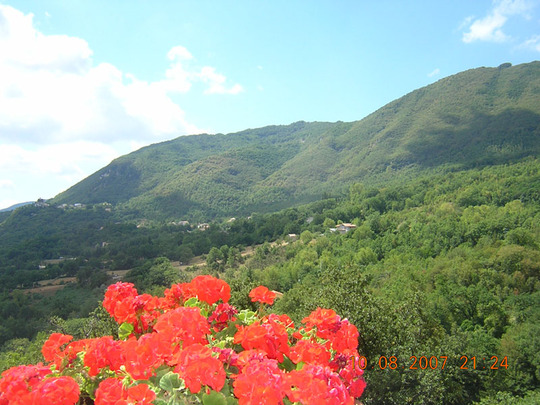 A garden flower photo