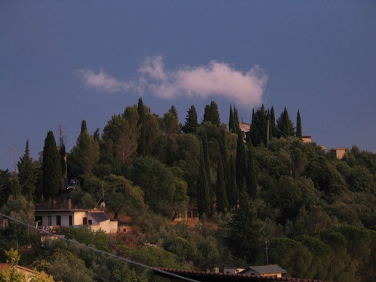 Early morning cypresses