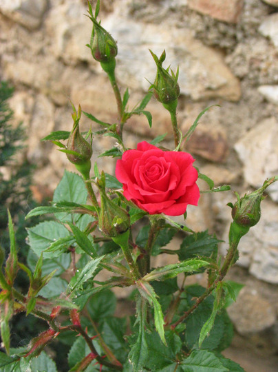 A garden flower photo