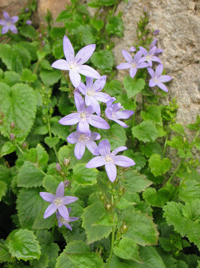Wild flower