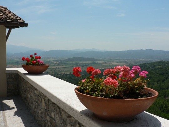 A garden flower photo